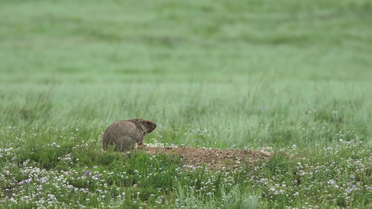 Çimenli bir çayırda yuvasının yakınında oturan bozkır marmotu