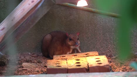 Pregnant-mother-lesser-mouse-deer,-tragulus-kanchil,-resting-and-relaxing-on-the-ground-with-warm-light-in-the-shelter-at-wildlife-park,-selective-focus-close-up-handheld-motion-shot