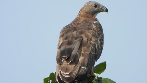 Adler-Wartet-Auf-Gebet.