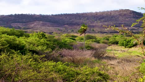 4k 60fps slow slider de un campo de granja rural con una palmera solitaria en el caribe