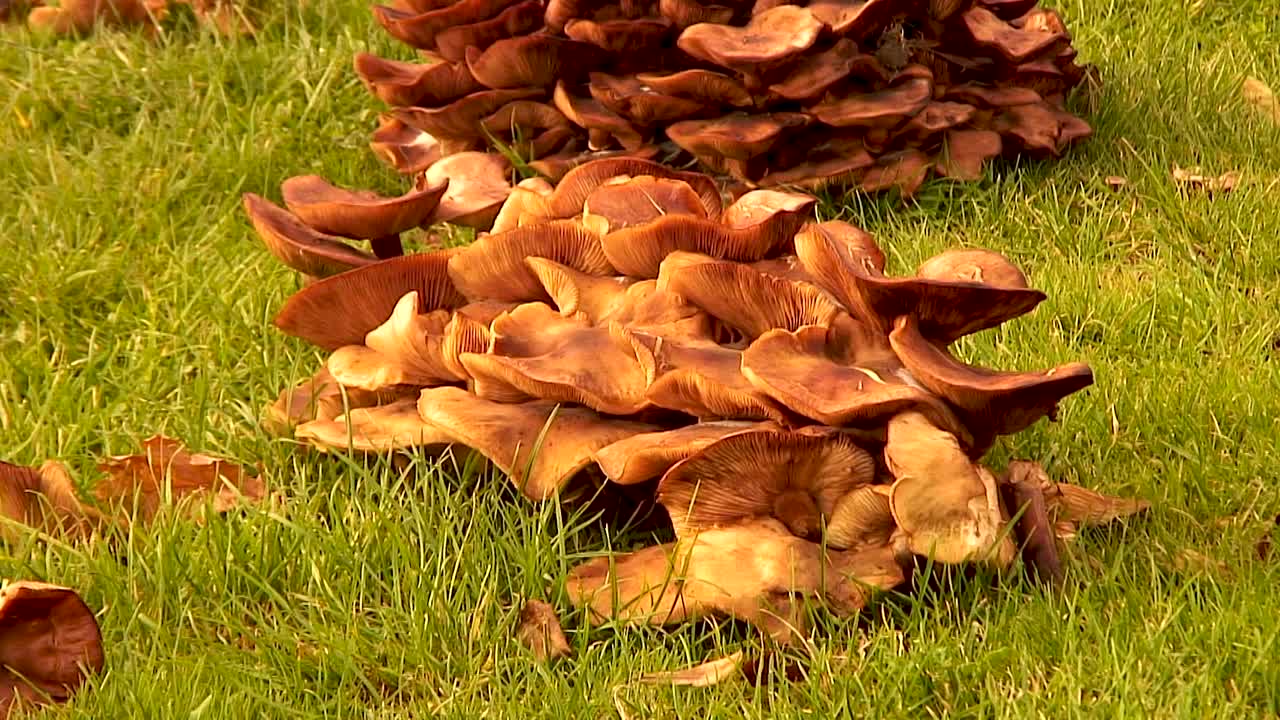 Fungo del miele che cresce su un ciglio erboso nel Regno Unito dopo un periodo di clima mite e poi pioggia