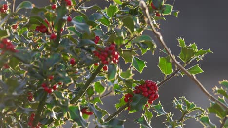 bright red holly berries on a holly bush