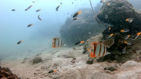 A-copperband-butterfly-fish-looking-for-food-under-a-coral-and-slowly-swimming-away-with-its-partner