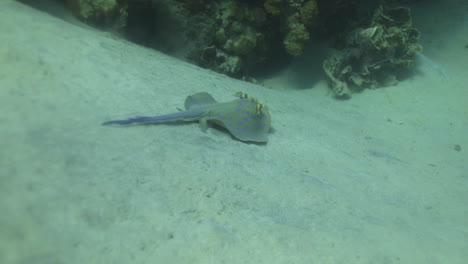 Bluespotted-Stingray-Im-Roten-Meer-Neben-Dem-Korallenriff