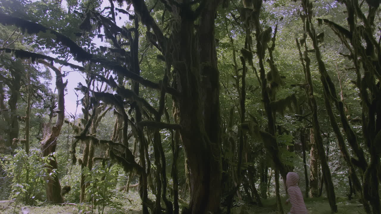 모스 숲 을 가로질러 고 있는 사람