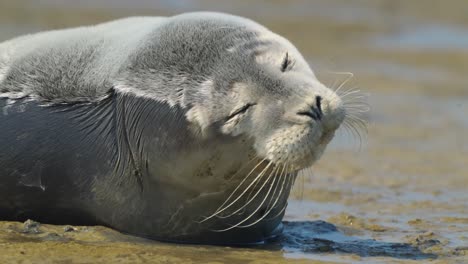 Primer-Plano-De-Una-Foca-Soñolienta-Relajándose-En-Una-Playa-De-Arena,-Países-Bajos,-Día