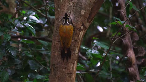 foraging for food from a small hole of a trunk, a common flameback dinopium javanese is hanging by the side of a tree inside kaeng krachan national park in phetchaburi province in thailand