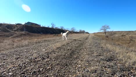cámara lenta - perro adulto blanco caminando por un camino de grava en el campo