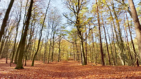 walking on orange leaf bed in colorful forest during autumn season