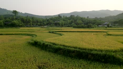 rural rice paddy landscape