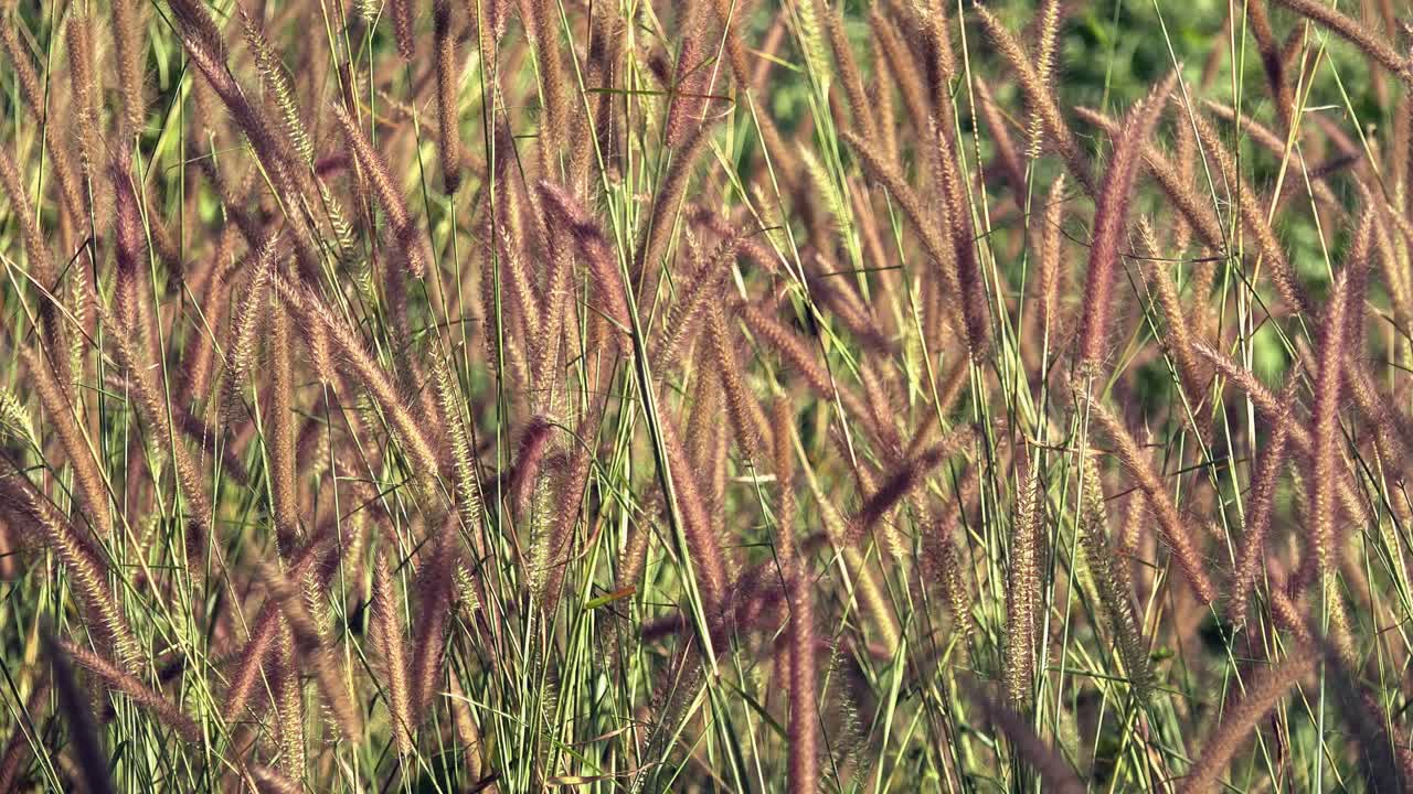 바람에 날리는 잔디 꽃의 클로즈업 샷