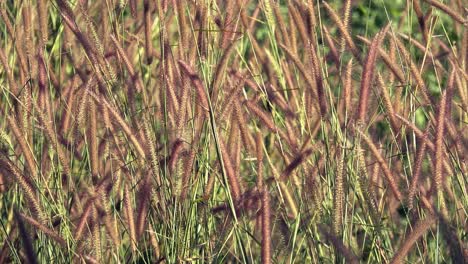 close shot of grass flower blowing in the wind