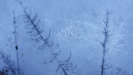vista aérea de drones de abetos caídos atrapados dentro de un lago helado