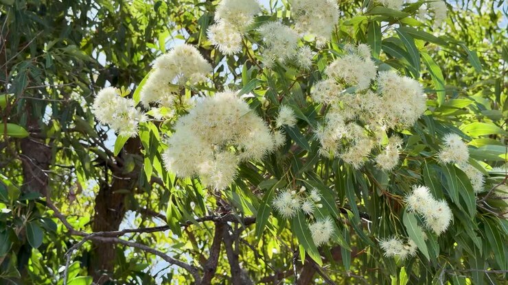 Fiori bianchi di eucalipto e foglie verdi ondeggiano delicatamente alla luce naturale del sole durante una giornata ventosa
