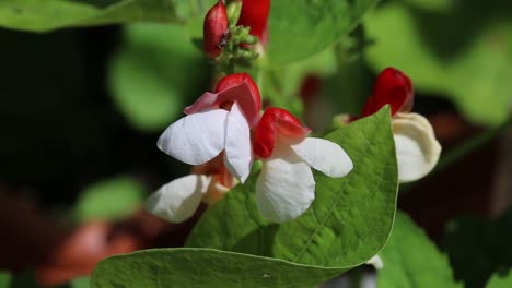 frijoles enanos en flor, verano, reino unido