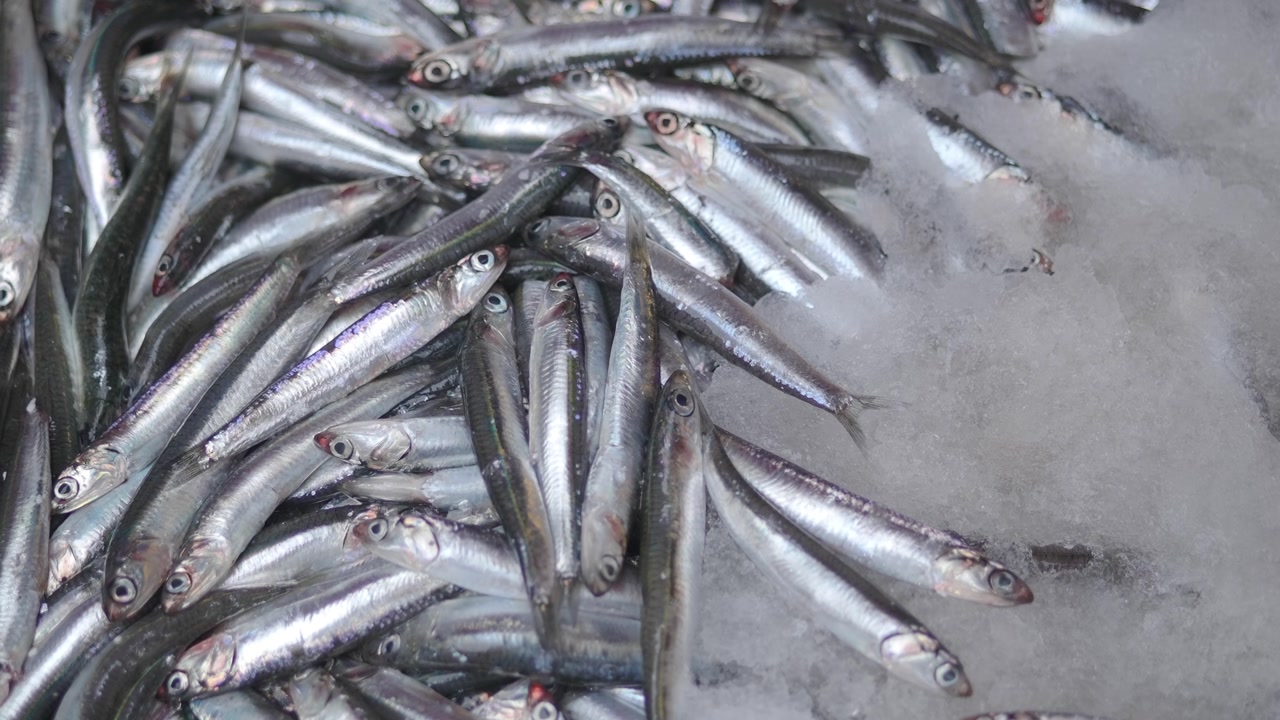 Pile of Fresh Raw Anchovy Fish on Crushed Ice