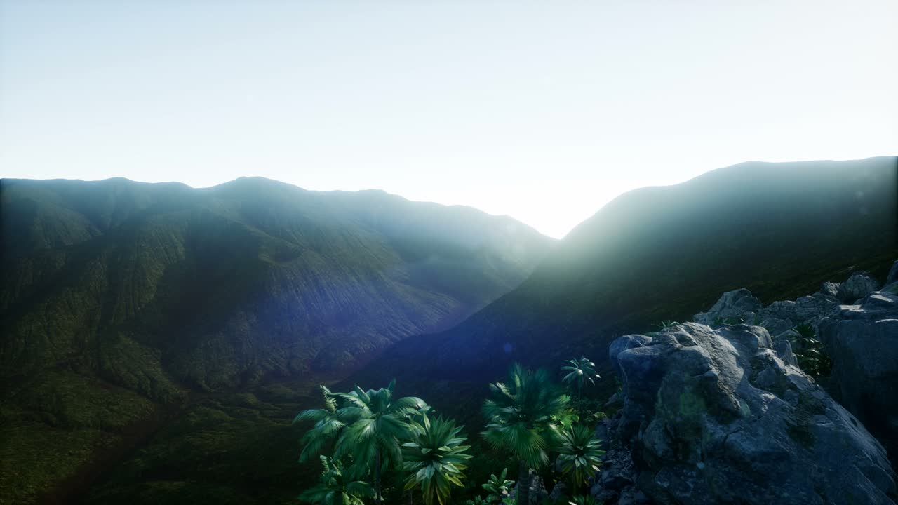 солнечные лучи через пальмы