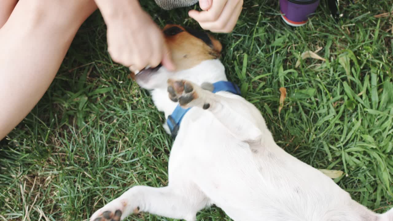여자 는 풀 에 개 와 함께 놀고 있다