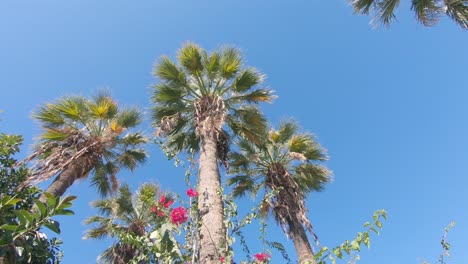 Panning up view of pink bougainvillea glabra scrambling over palm tree against blue sky on a sunny day