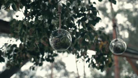 piñas decorativas dentro de bolas de cristal que cuelgan de un árbol, con otros árboles en el fondo