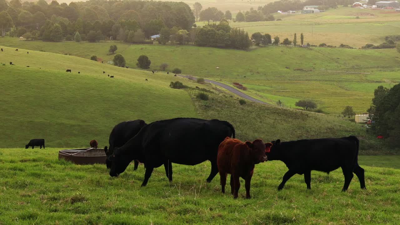 Mucche che si muovono e pascolano in un campo verde