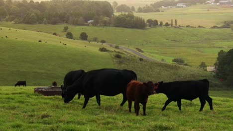 cows moving and grazing in a green field