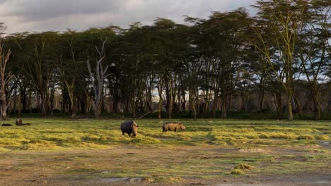 Rhinoceros-Among-Other-Animals-On-Lake-Nakuru-National-Park-In-Kenya