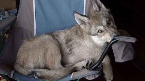 young timber wolf relaxing on a camping chair