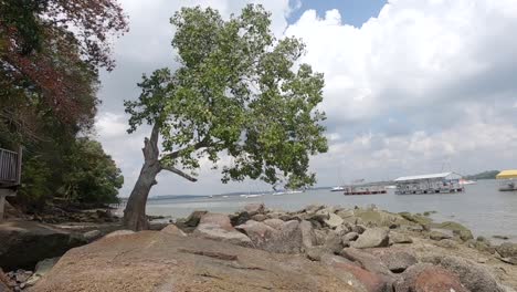 Ein-Großer-Baum-An-Einem-Felsigen-Strand-In-Angenehmer-Brise