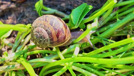 brown garden snail crawling on ground vegetation between green leaves in daylight.