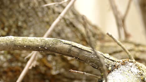 Male-Black-throated-Blue-Warbler-stands-on-a-trunk-then-flies-away,-canadian-woods