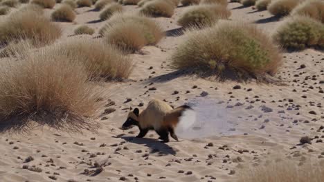 desert fox running in the sand