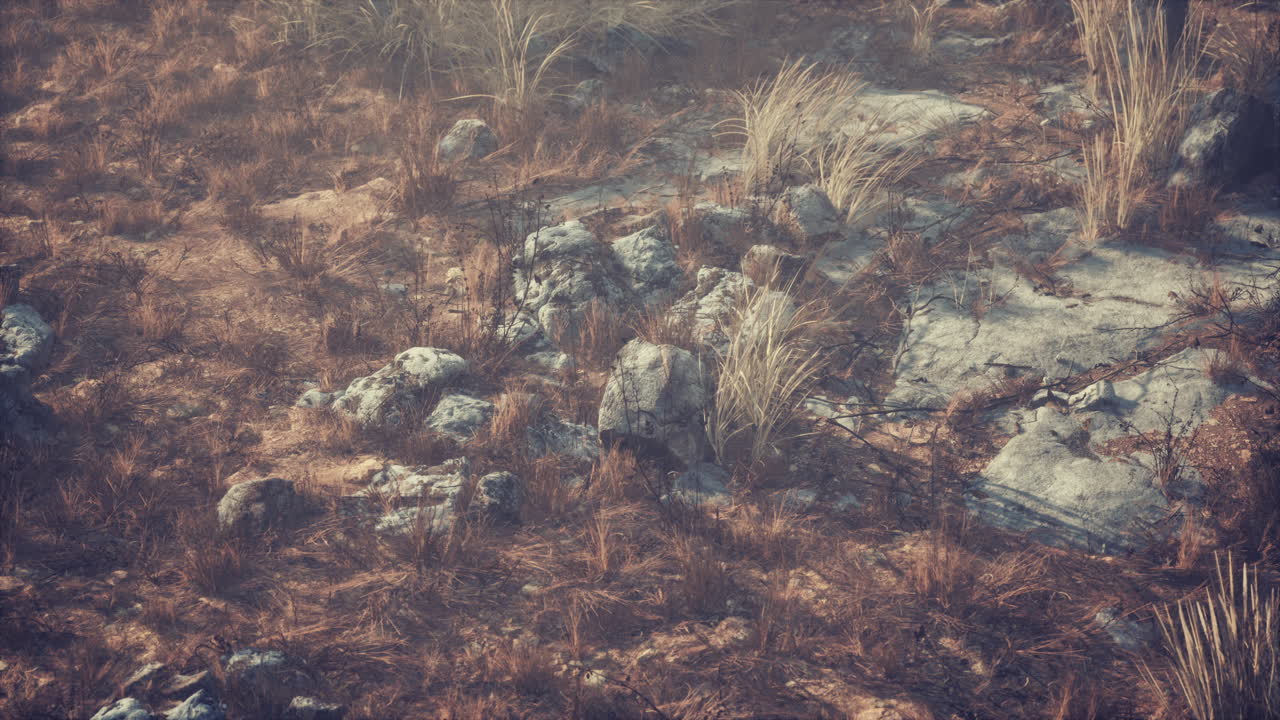 건조한 풀과 바위 풍경