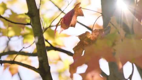 beautiful fall colors