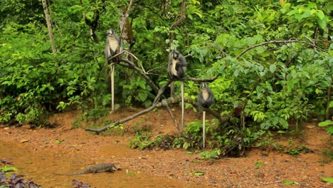 lagarto perentie deslizándose bajo un árbol observado por los monos langur de thomas encima, en sumatra, indonesia - plano amplio