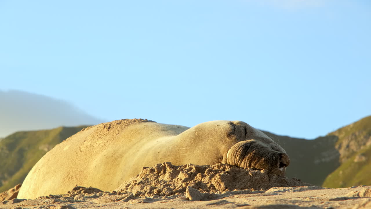 남부 코끼리 해파리는 모래 해변에서 잠을 자기 위해 편안한 위치를 찾습니다.