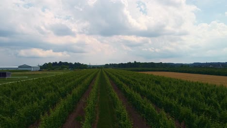 Aerial-shot-of-endless-rows-of-grapevines-at-a-winery-on-a-cloudy-summer-day