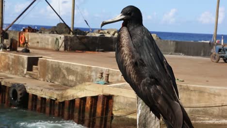 petrel on the pitcairn island look around