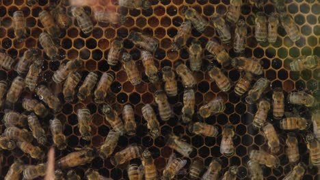 large swarm of bees clustering on a green metal fence under clear blue sky, surrounded by leafy plants and sunlight