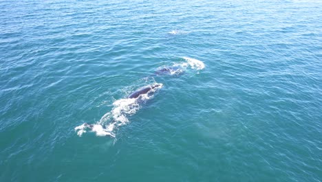 Toma-Alejada-Que-Revela-El-Ancho-Océano-Con-Tres-Ballenas-Francas-Australes-Nadando.