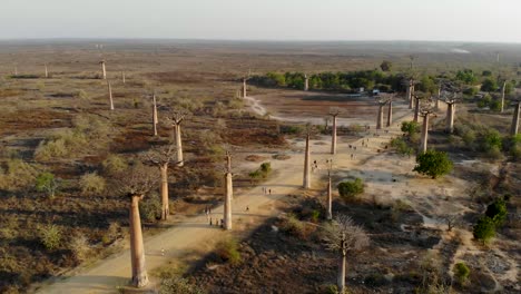 Baobab-Avenue-in-Madagascar