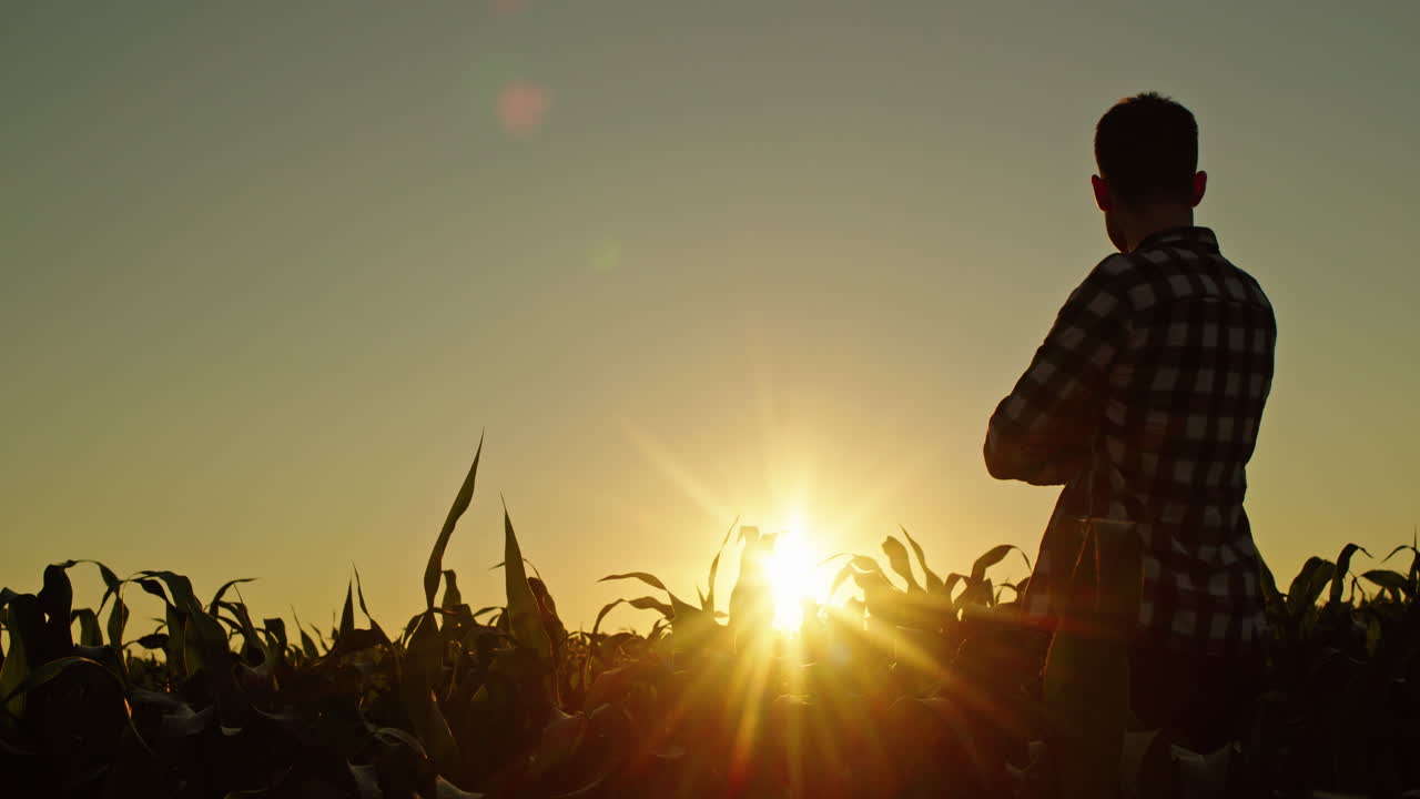 Farmer Contemplating Sunset in Cornfield