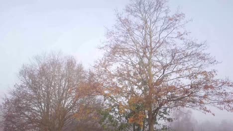 Foque-De-Toma-Aérea-Sobre-El-árbol-En-La-Hermosa-Mañana-Brumosa-Atmosférica-Hasta-Que-El-árbol-Desaparece-En-La-Niebla-niebla