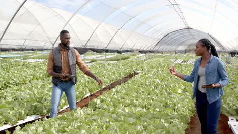 inspecting hydroponic farm, two farmers discussing crop growth in greenhouse