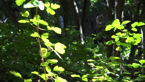 las hojas verdes brillan al sol en un bosque cálido en las montañas de santa ynez de california 1
