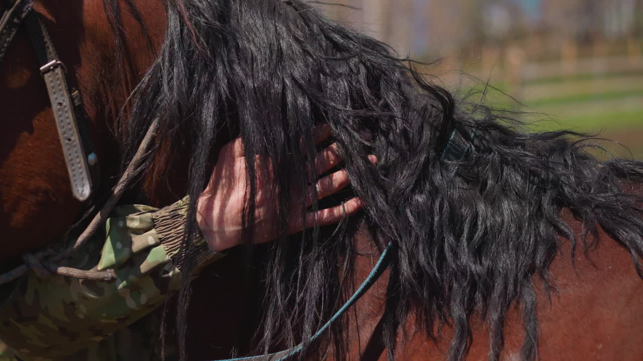 el dueño golpea y acaricia el cuello del caballo cuidando en el campo