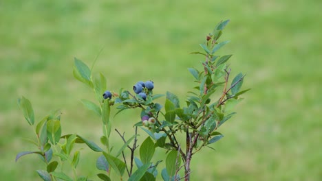 백시니움 코림보섬 (vaccinium corymbosum) 은 북아메리카의 블루베리 종으로 초록색 바탕을 배경으로 - 근접 촬영