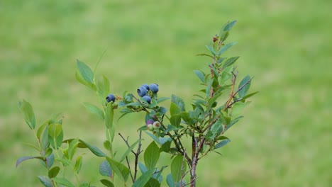 vaccinium corymbosum, a north american species of blueberry against green background - close up shot