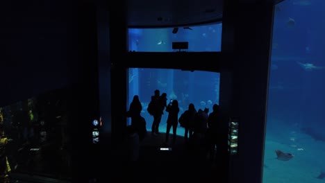 Kaiyukan,-Acuario-De-Osaka