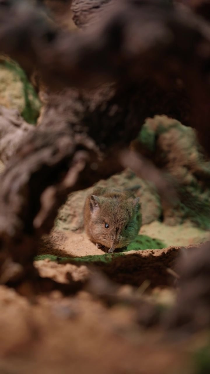 Piccolo toporagno che fa capolino dalla sua tana naturale